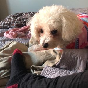 Meet your Posher, Cara